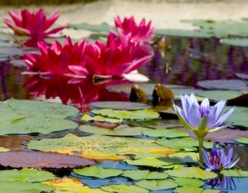 Garden Pond   Water Lilies And Lotus   Pinterest