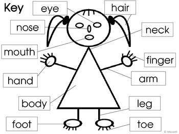 Parts Of The Body And Face Posters And Worksheets