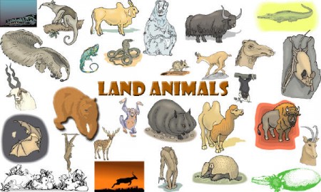 Terrestrial Animals Clipart The Pictures Of Land Animals