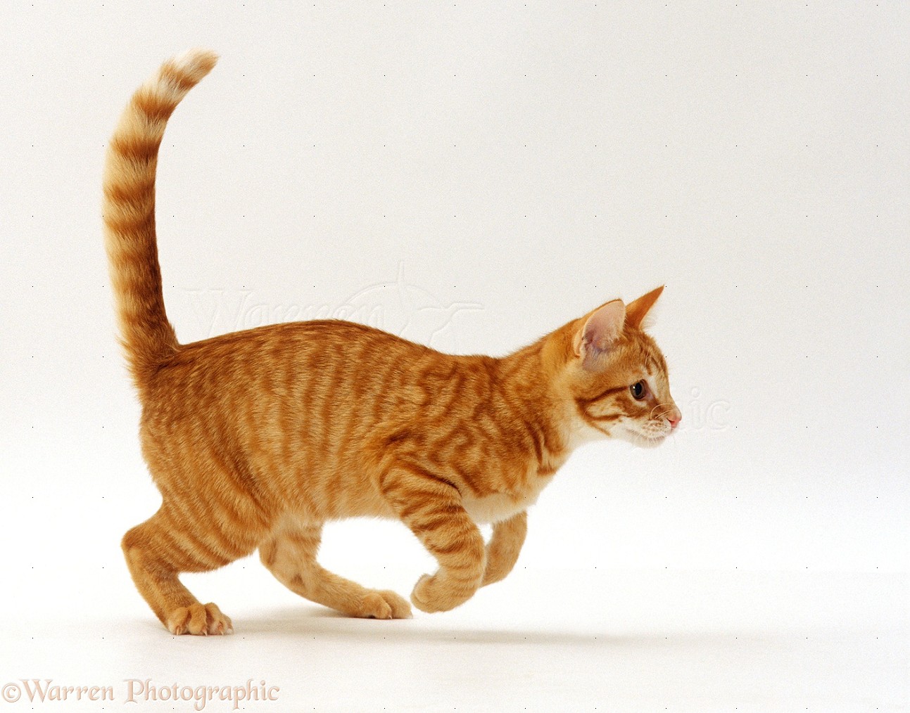 Wp15800 Red Spotted Ginger Cat Whiskie  Running Across 