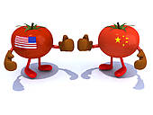 Chinese And American Tomato With Boxing Gloves That Fight