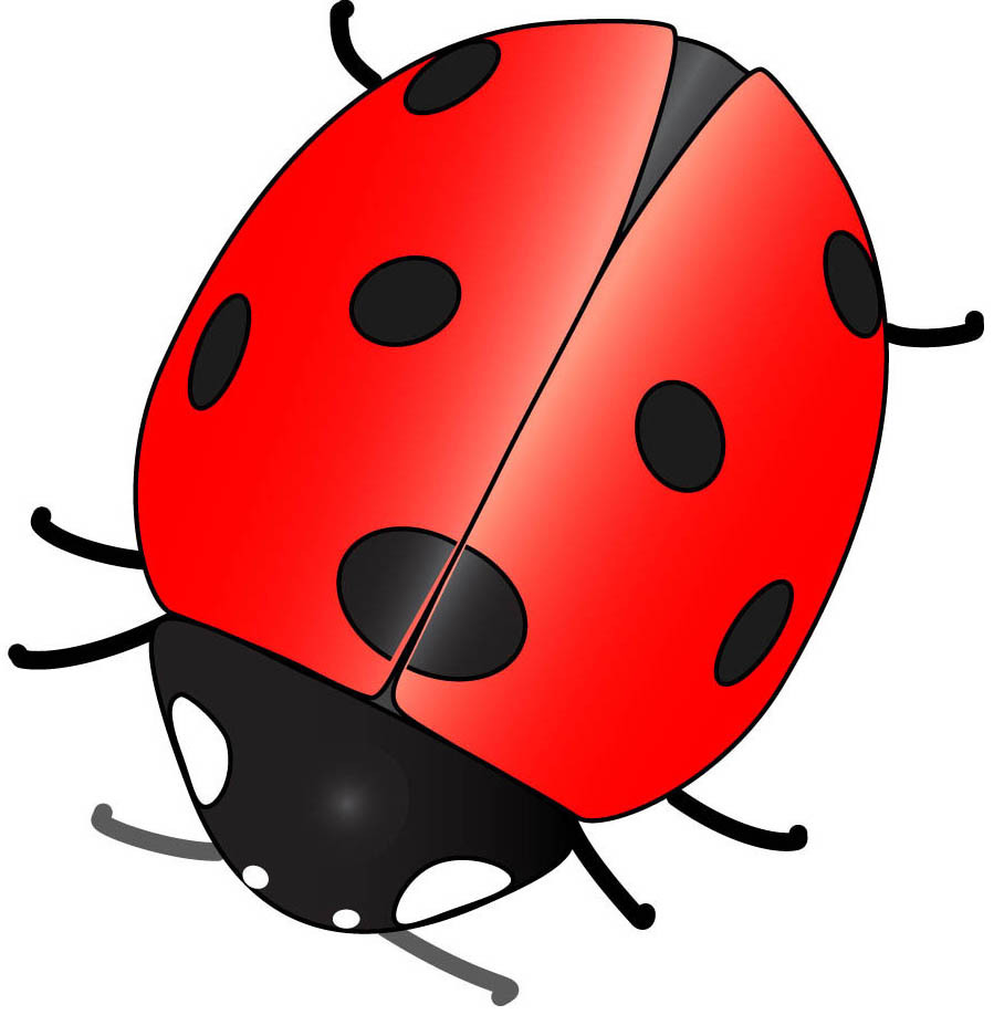 Cute Ladybug Drawings Ladybug Animals 5370170 899 918 Jpg
