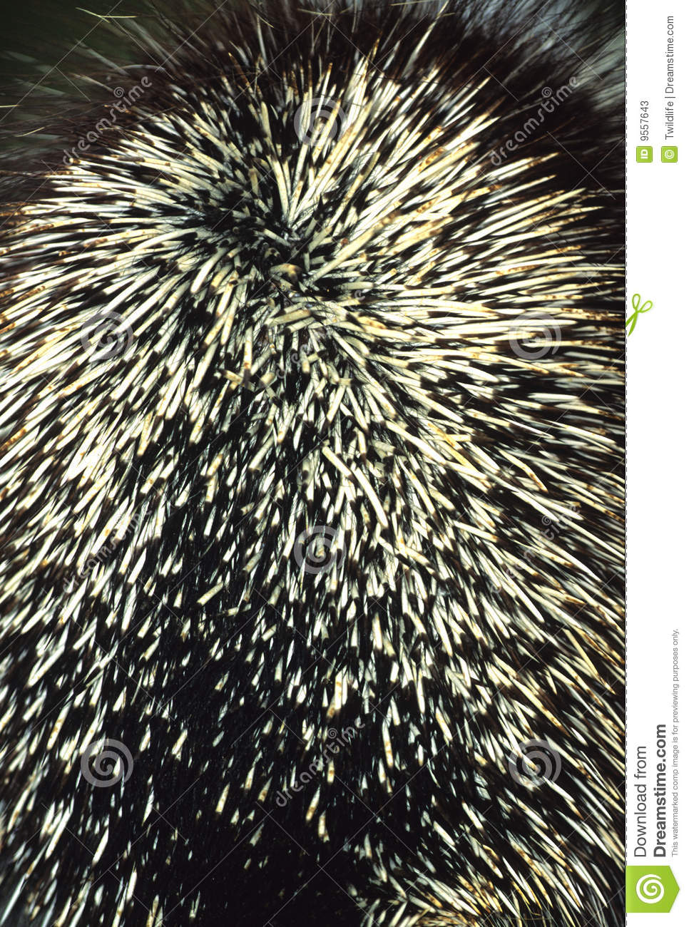 Close Up Of The Rear End Of A Porcupine With Quills Forming A Pattern