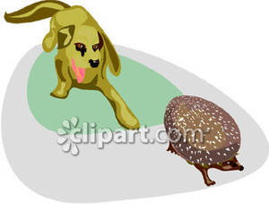 Dog Chasing A Porcupine   Royalty Free Clipart Picture