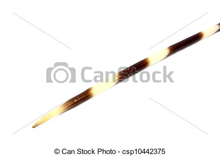 Picture Of Porcupine Quill   Isolated Single Porcupine Quill Used For
