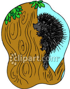 Porcupine Climbing A Tree   Royalty Free Clipart Picture