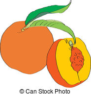 Ripe Peach   Ripe Juicy Peach Drawn Vector