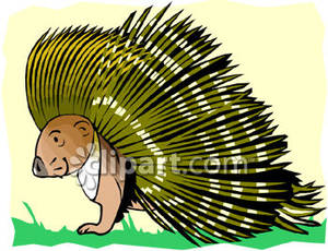 Smiling Porcupine   Royalty Free Clipart Picture