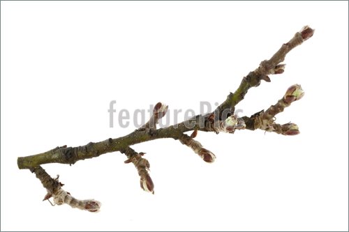 Twig Stick Clipart Image Of Branch Of Apple Tree