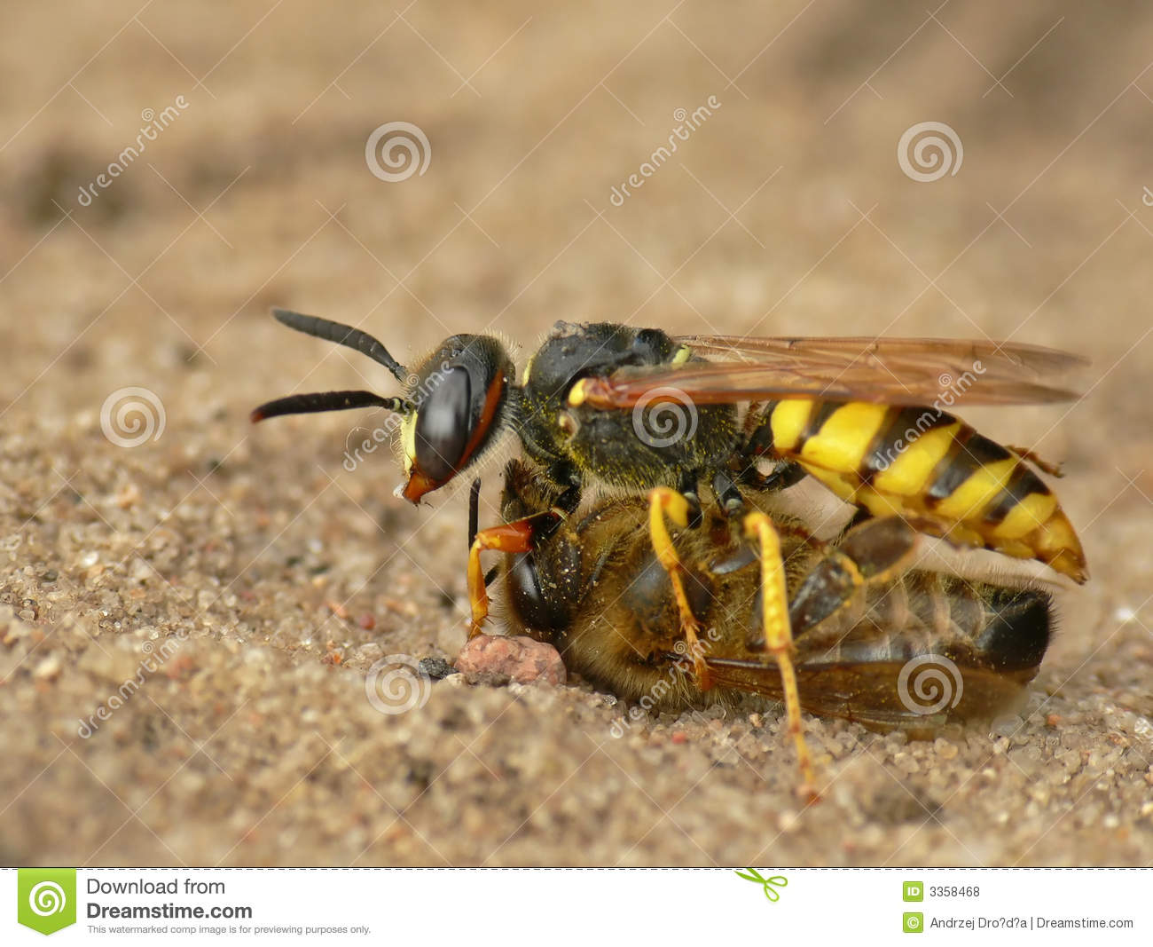 Wasp Fighting With Bumblebee  Wasp Is Winner