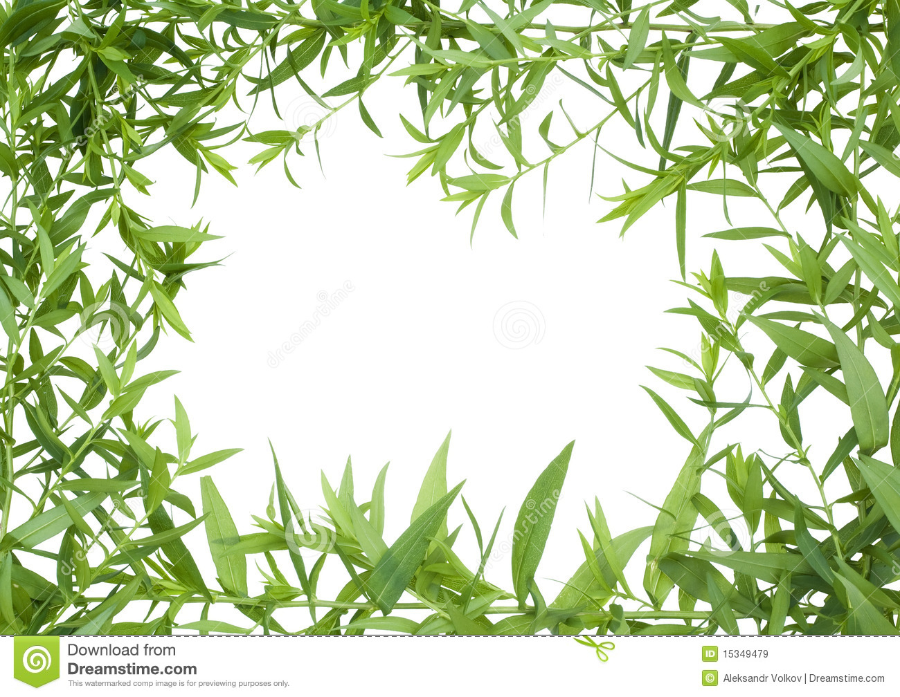 Jungle Frame Royalty Free Stock Images   Image  15349479
