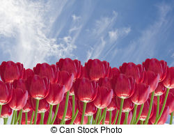 Lovely Image Of Fresh Spring Red Tulip Flowers On Stunning Blue Sky