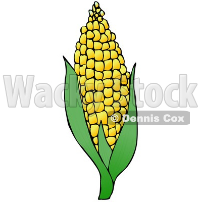 Royalty Free Clipart Of Sweet Yellow Corn On The Cob   Dennis Cox