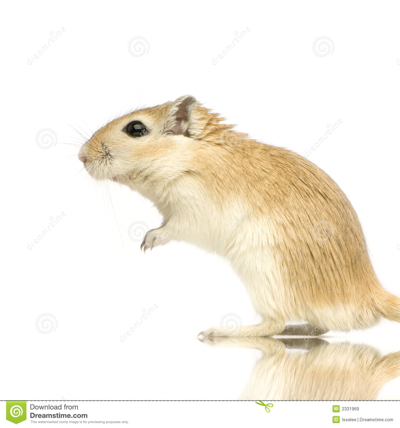 Gerbil Standing Up In Front Of A White Background