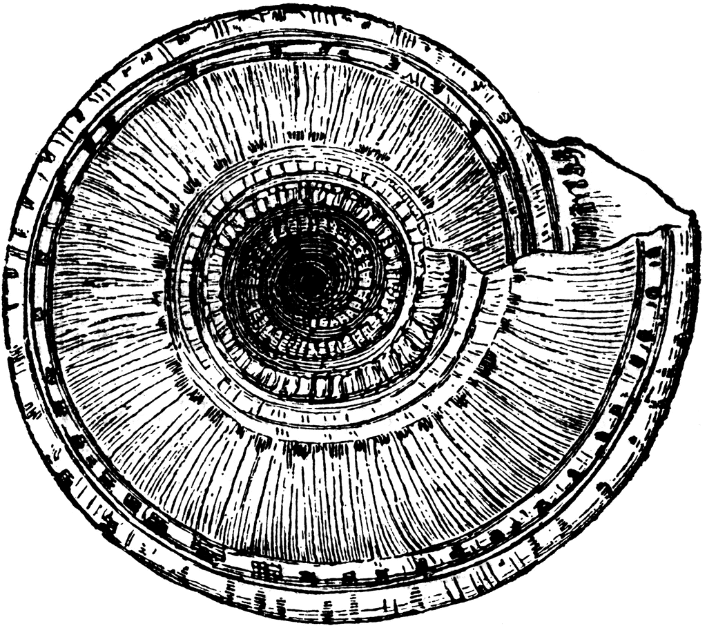 Solarium Perpectivum  Bottom View    Clipart Etc