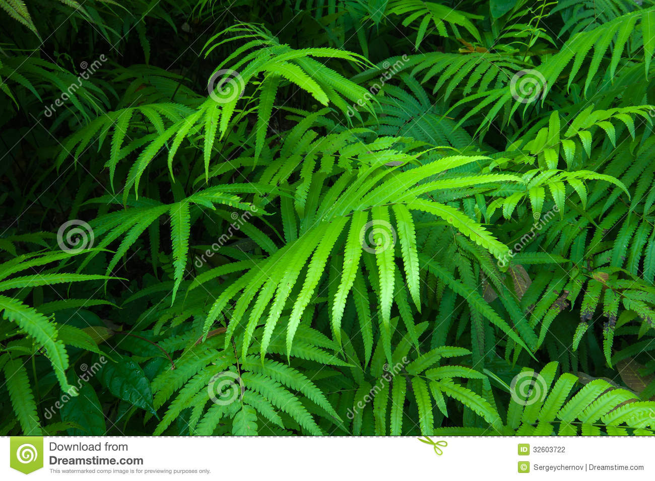 Foliage Tropical Background  Rain Forest Jungle Plants Natural Flora