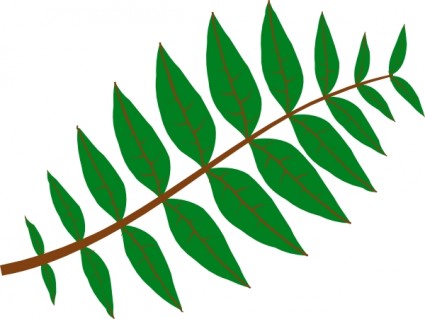 Pinnate Leaf Clip Art Free Vector In Open Office Drawing Svg    Svg