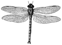 Dragonfly Structure Clipart   References   Pinterest