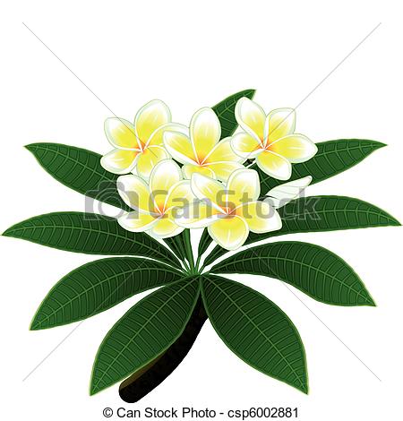 Branch Of A Tropical Tree Plumeria With Group Of Flowers And A Bud