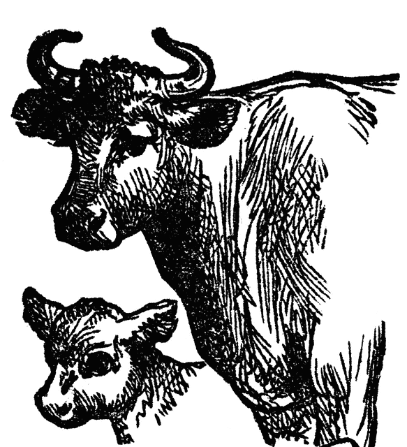 Cow And Calf   Clipart Etc