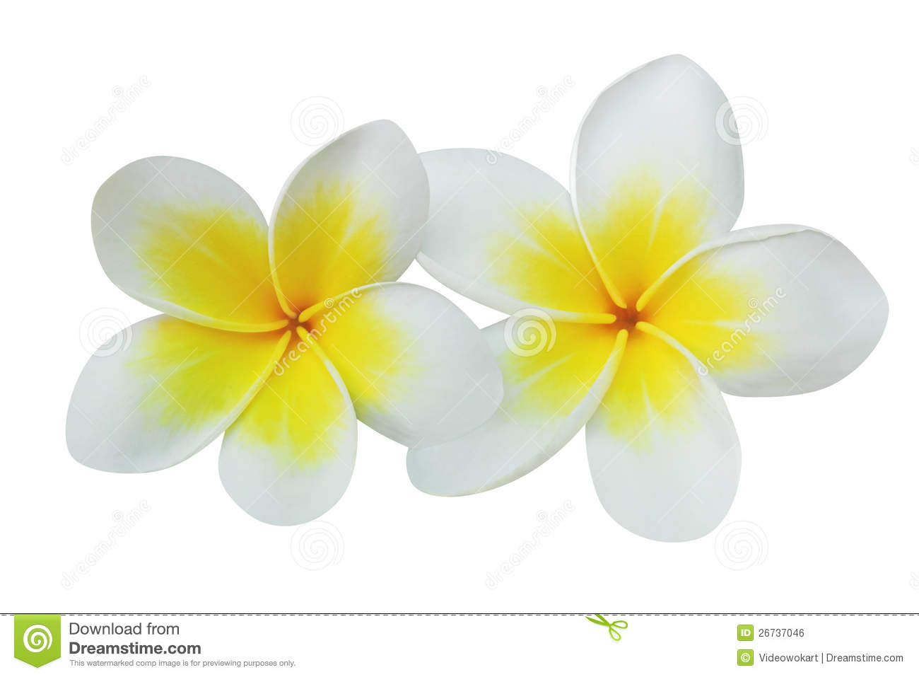 Frangipani  Plumeria  Flowers Isolated On White Royalty Free Stock    