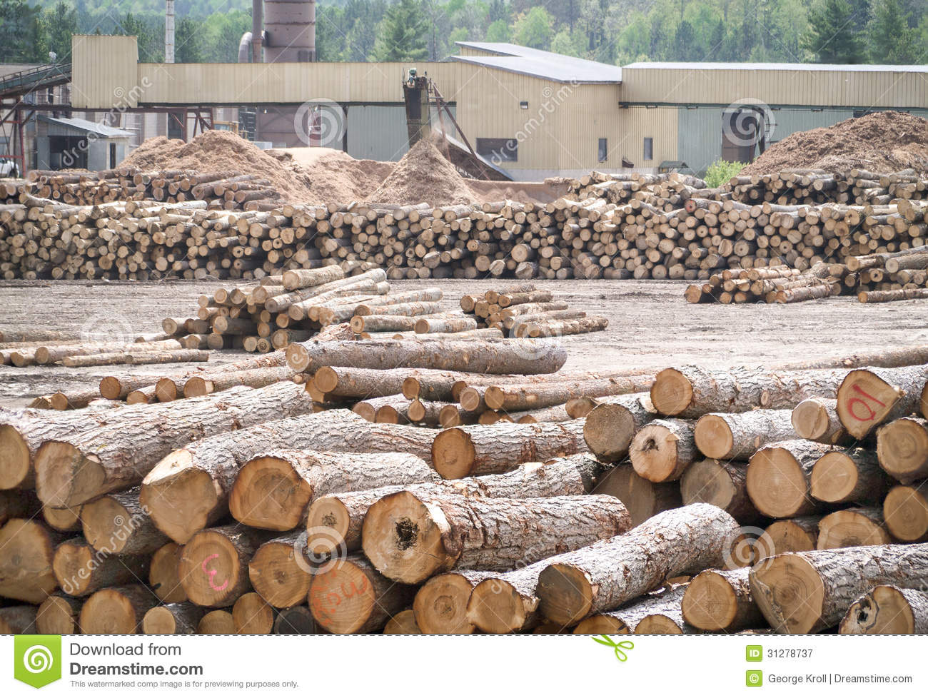 Logs In Waiting In Front Of A Saw Mill With A Conveyor Pushing Out