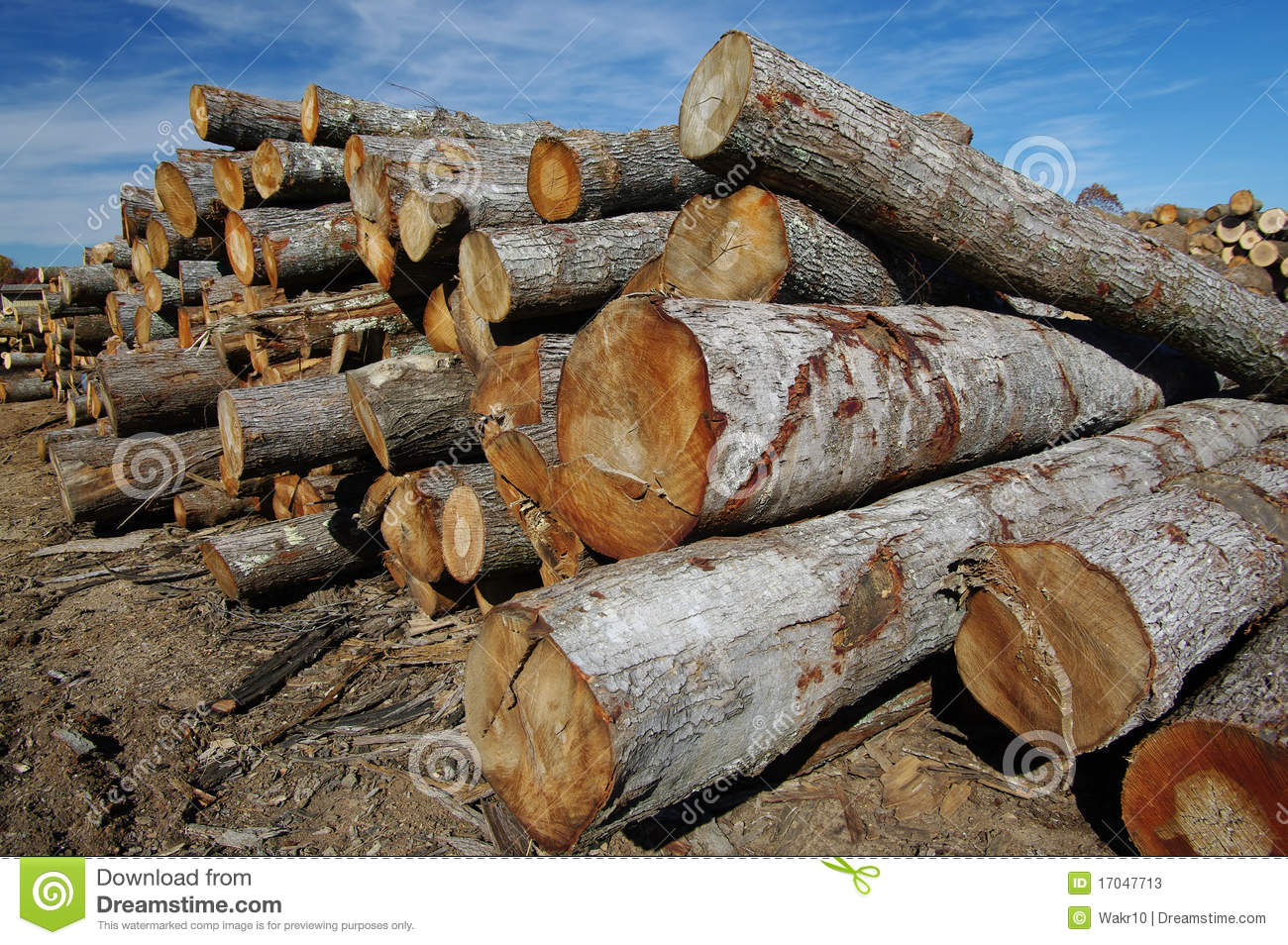 Logs Stacked High In Long Rows Await Cutting And Finishing At A