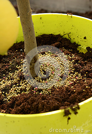 Plant Fertilizer Sprinkled Around The Stem Of A Newly Potted Plant