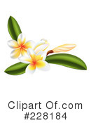 Plumeria Clipart  212012 By Pushkin   Royalty Free  Rf  Stock