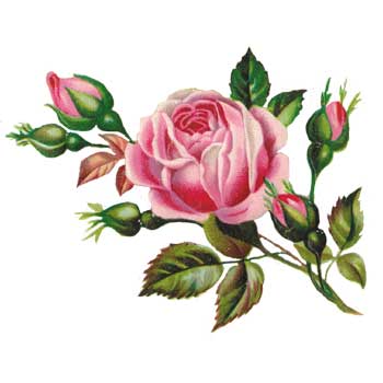 Rose Clip Art