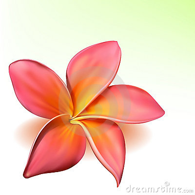 Vector Photo Realistic Plumeria Flower Royalty Free Stock Photography    