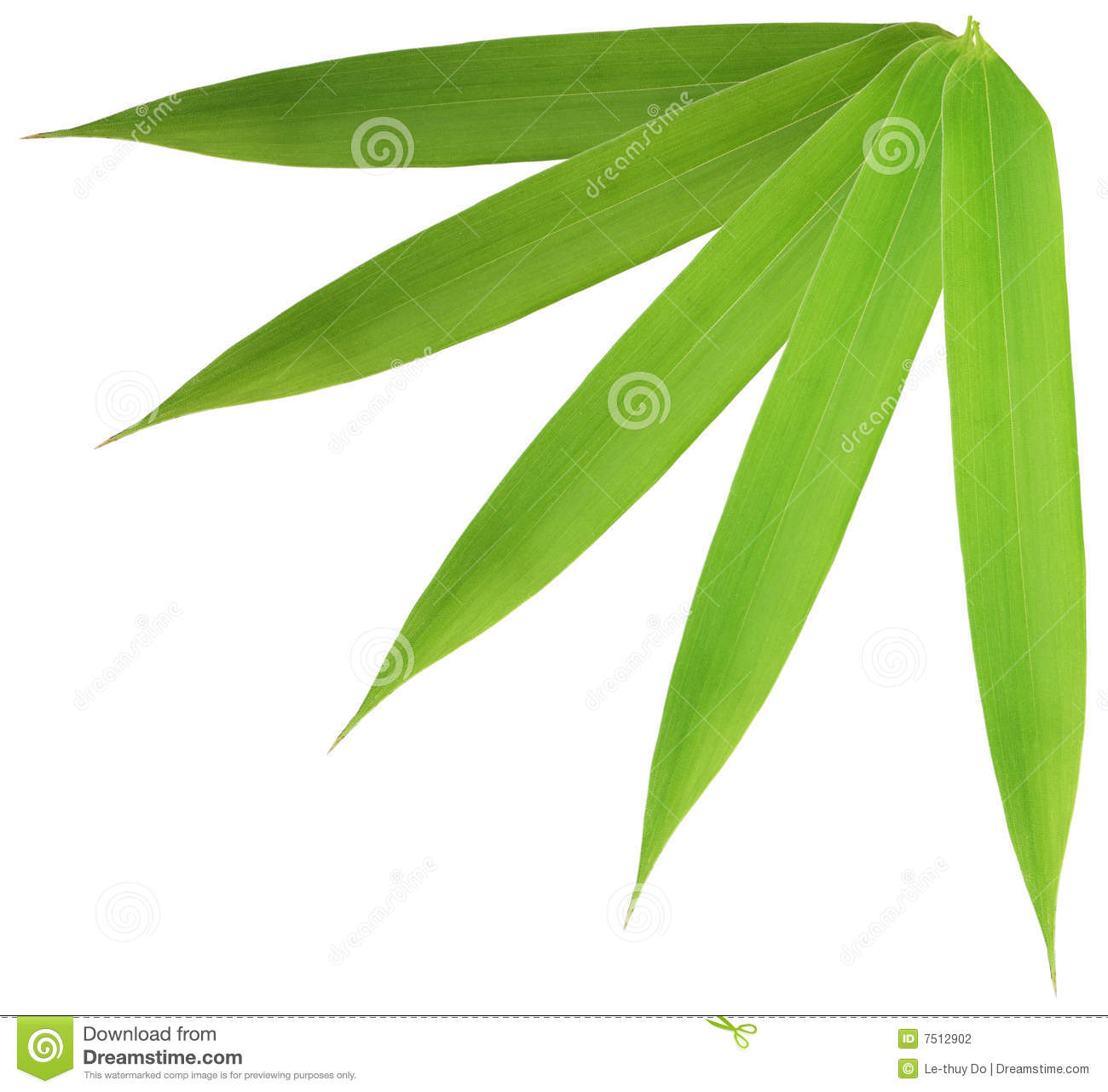 Bamboo Leaf Stock Photography   Image  7512902