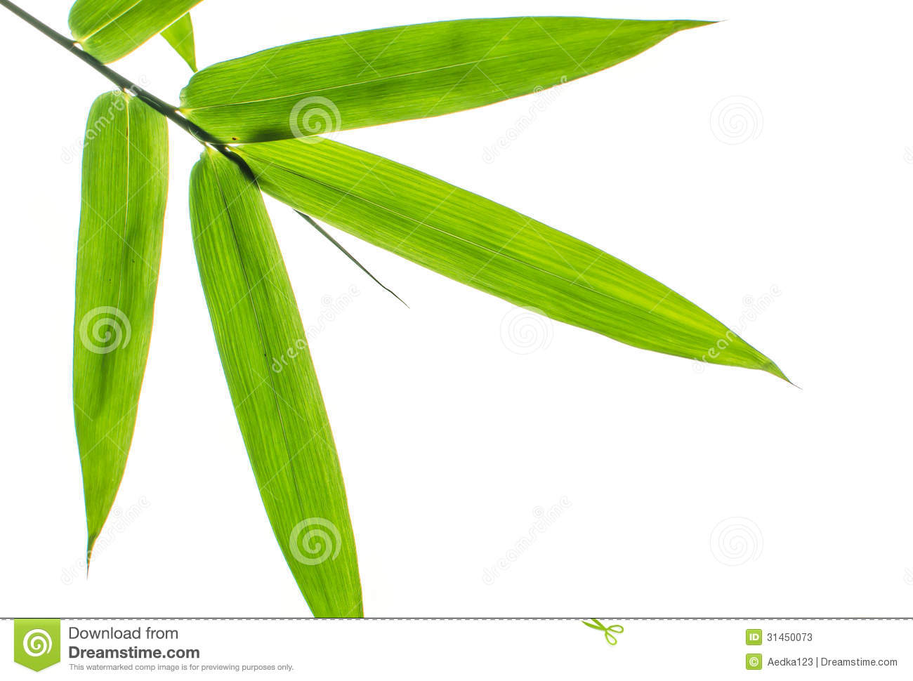Bamboo Leaf Stock Photos   Image  31450073