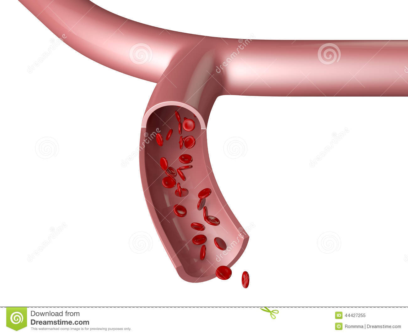 Blood Vessel Cells And Hemoglobin Hb On White Background