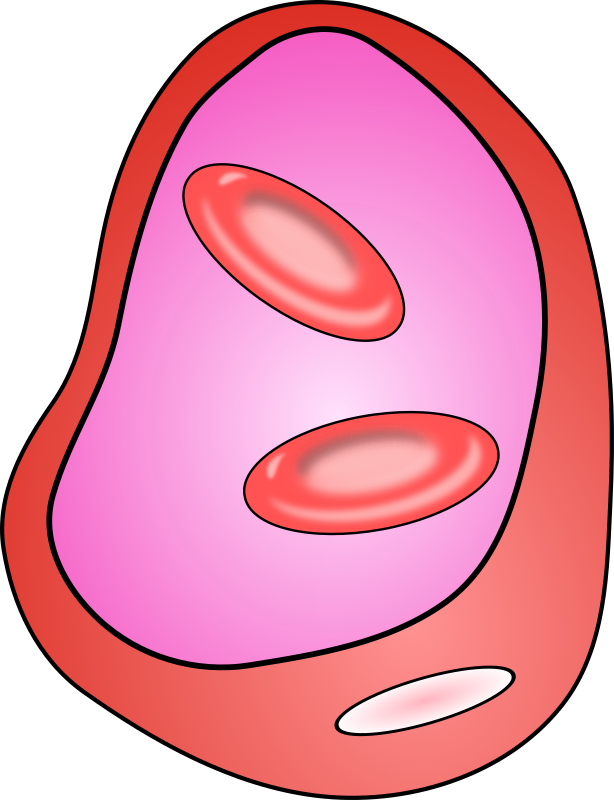 Blood Vessel With Erythrocites By Jetxee   Cross Section Of The Blood