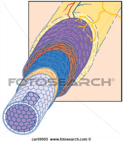 Cross Section Of Blood Vessel Showing Layers Car09005   Search Clipart
