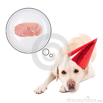 Hungry Sad Dog  Golden Retriever  In Birthday Hat Dreaming About Food