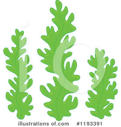 Seaweed Clipart  1193391   Illustration By Alex Bannykh