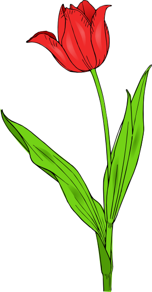 Colored Tulip Clip Art At Clker Com   Vector Clip Art Online Royalty