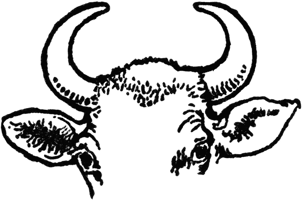 Cow Horns   Clipart Etc