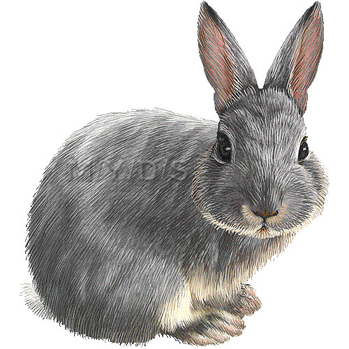 Netherland Dwarf  Rabbit  Clipart Graphics  Free Clip Art