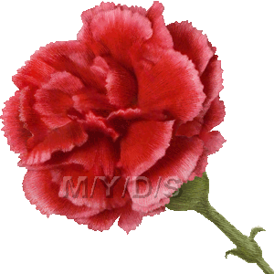 Carnations Picture   Medium
