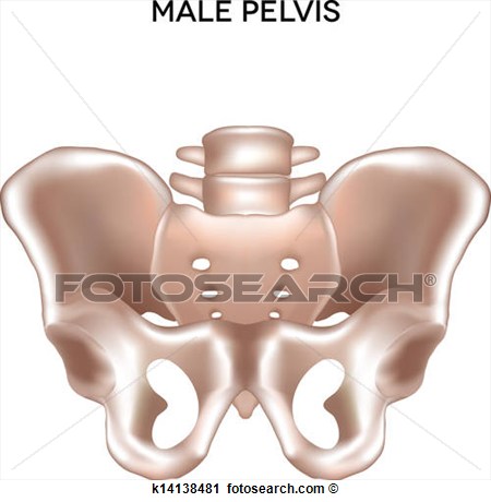 Clipart   Male Pelvis  Fotosearch   Search Clip Art Illustration