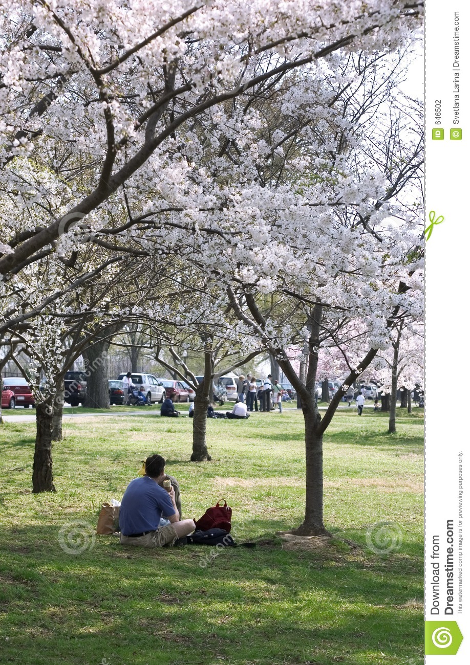 People Relaxing Under Blossom Trees Stock Photography   Image  646502