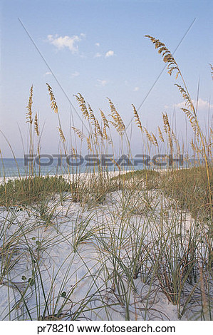 Sea Oats  Pensacola Beach Florida View Large Photo Image