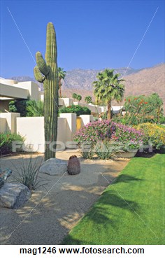 Stock Photo Of Residential Desert Landscaping With Saguaro Cactus Palm