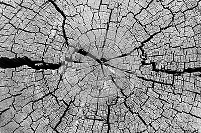 Black And White Cut Log Showing Tree Rings And Cracks