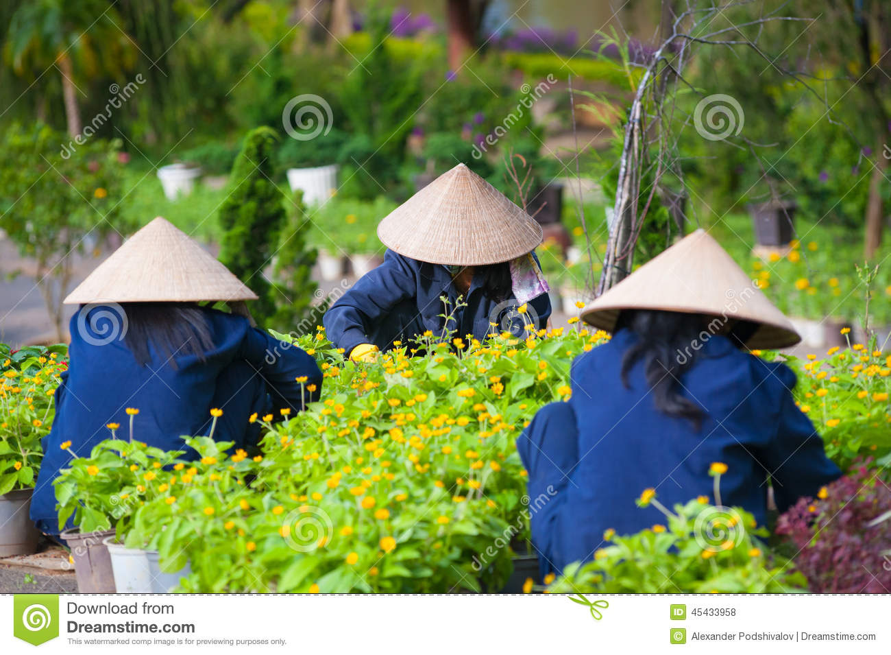 Three Vietnamese Women Work In Garden Editorial Stock Photo   Image    