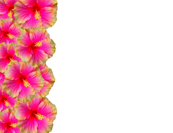 19 Hibiscus Flower Border   Free Cliparts That You Can Download To You    