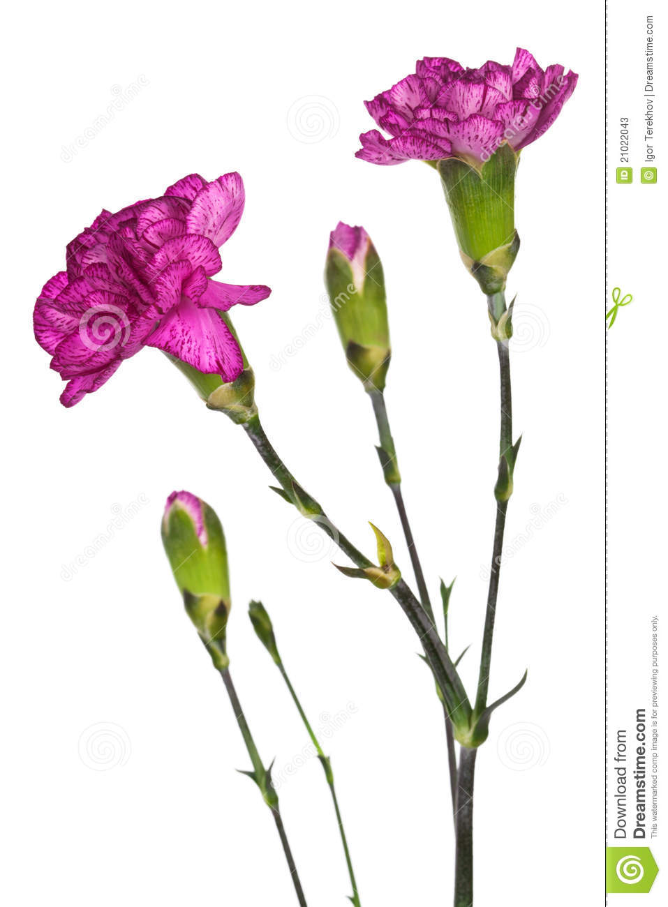 Beauty Purple Carnations On A White Background